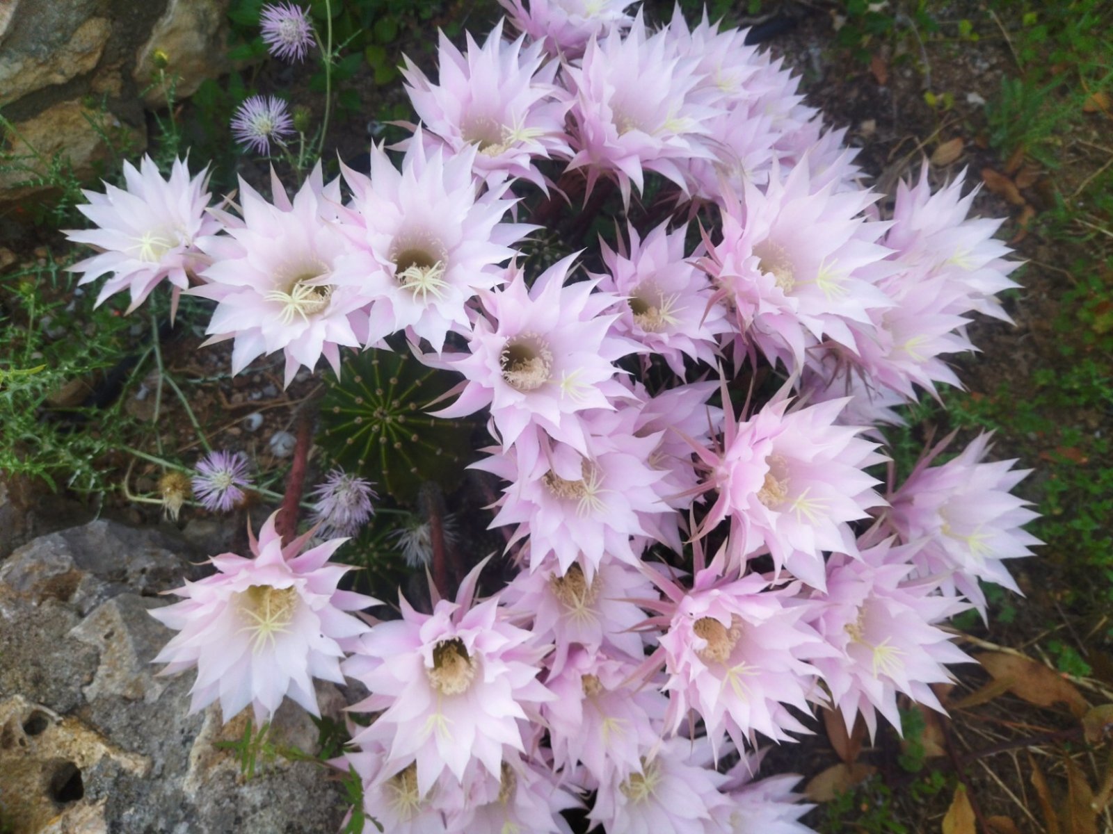 Für ein Paar oder eine alleinstehende Person, die das Leben in der Natur liebt und auf der Suche nach einem ganz besonderen und gemütlichen Ort ist, i