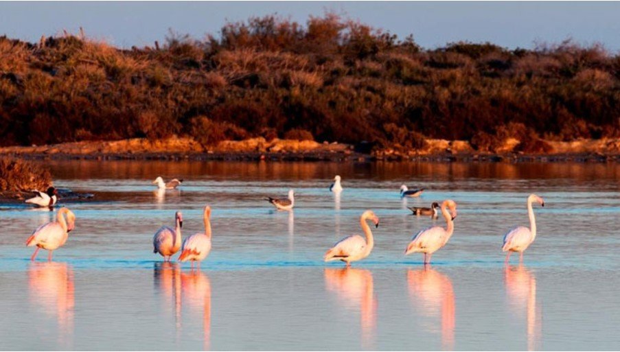 In der charmanten Ortschaft San Pedro del Pinatar gelegen, bietet diese Wohnanlage eine Auswahl von 24 Wohnungen, die Optionen der Typologie Unabhäng